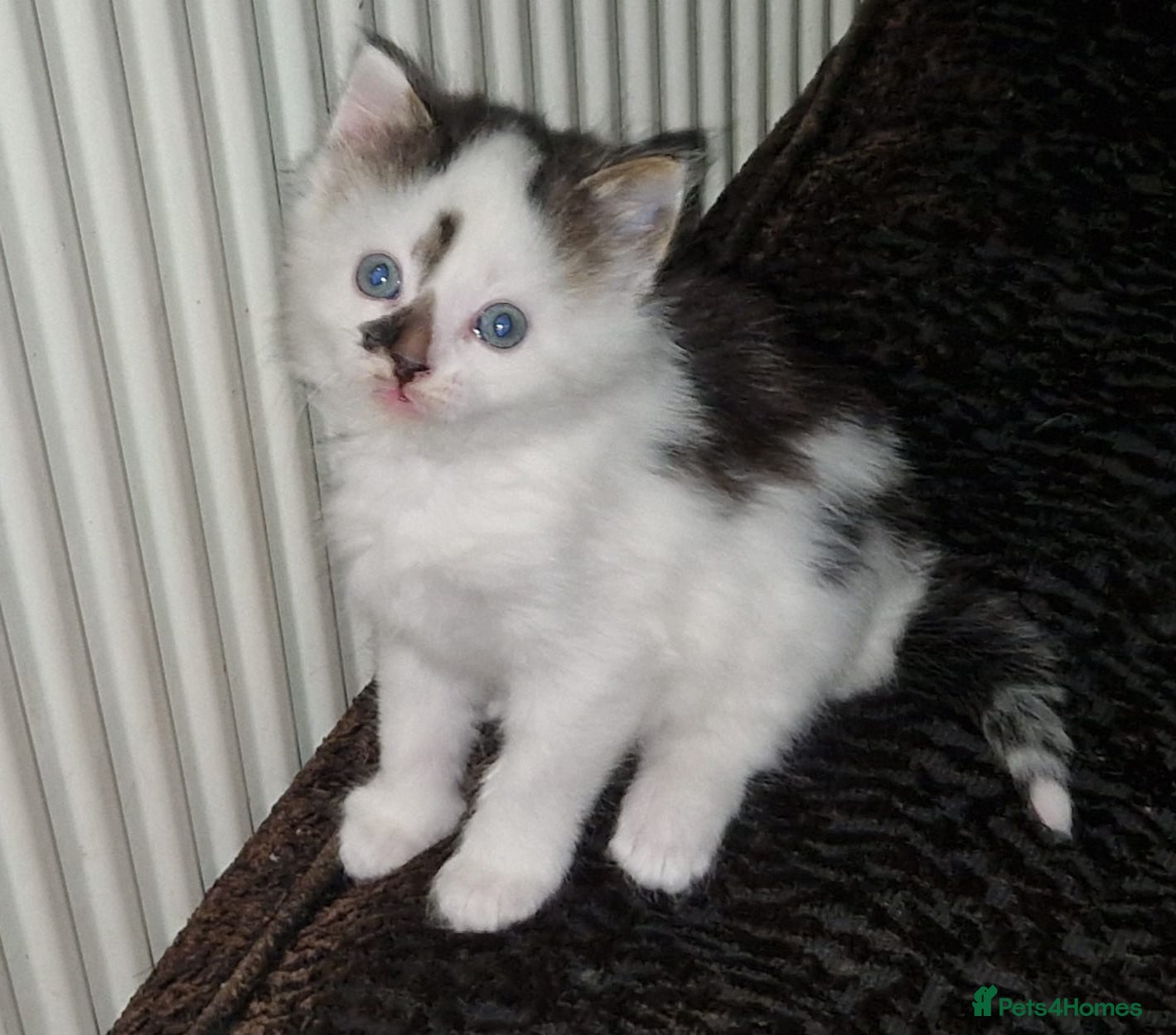 Mixed Breed cats Cute kitten readt for new home - Advert 4