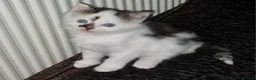 Mixed Breed cats for sale: Cute kitten ready for new home - Advert 1