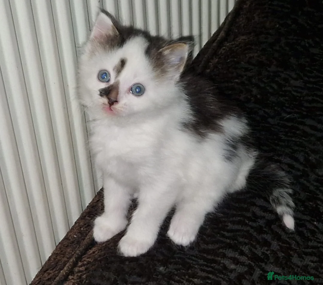 Mixed Breed cats for sale: Cute kitten ready for new home - Advert 1