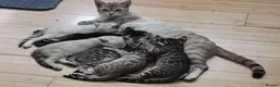 Bengal cats for sale:  Silver, Snow & brown Spotted Bengal kottenss - Advert 1