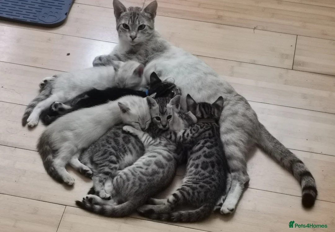 Bengal cats for sale:  Silver, Snow & brown Spotted Bengal kottenss - Advert 1