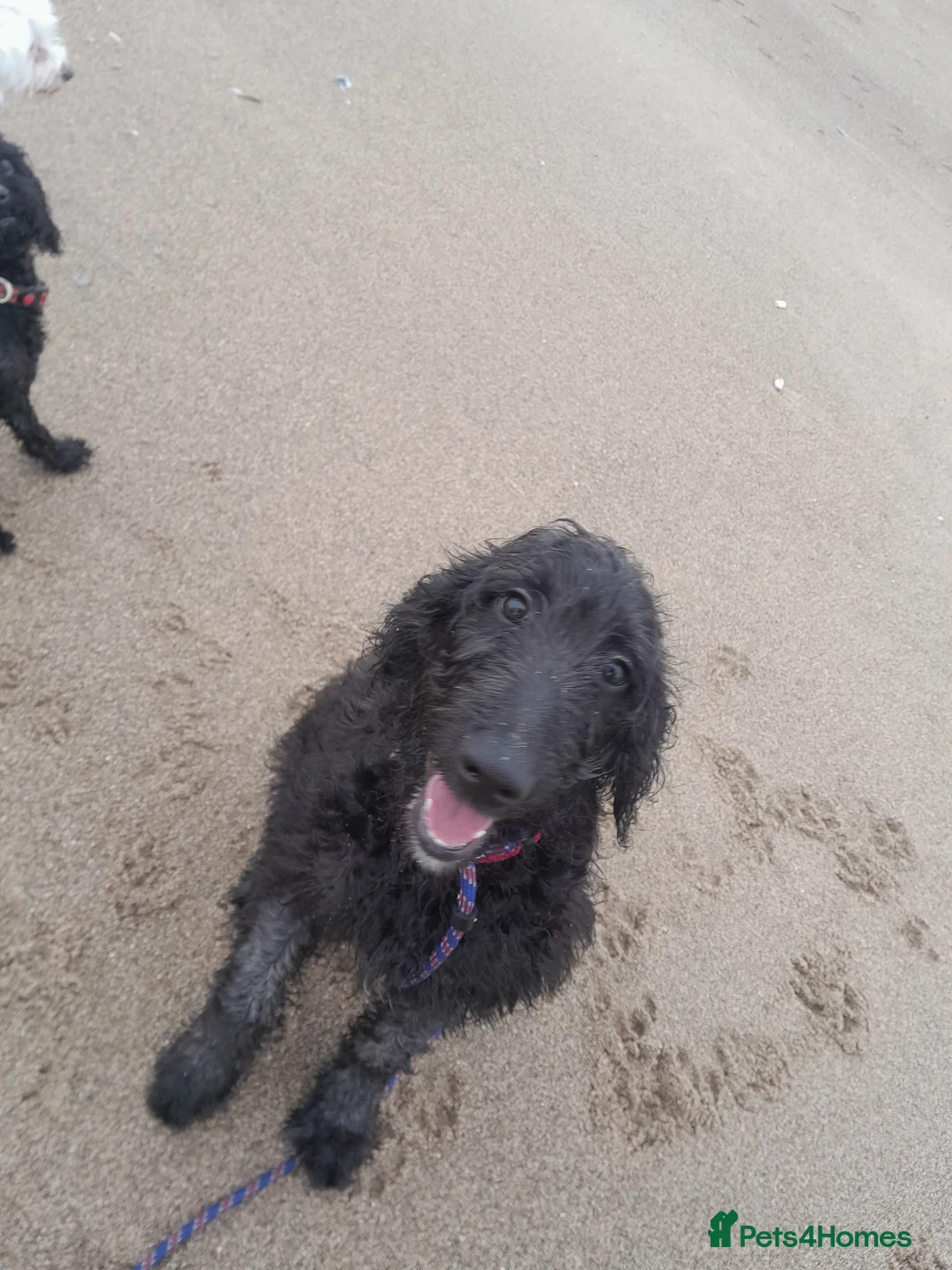 Goldendoodle dogs for sale: Beautiful 7 month doodle puppy - Advert 10