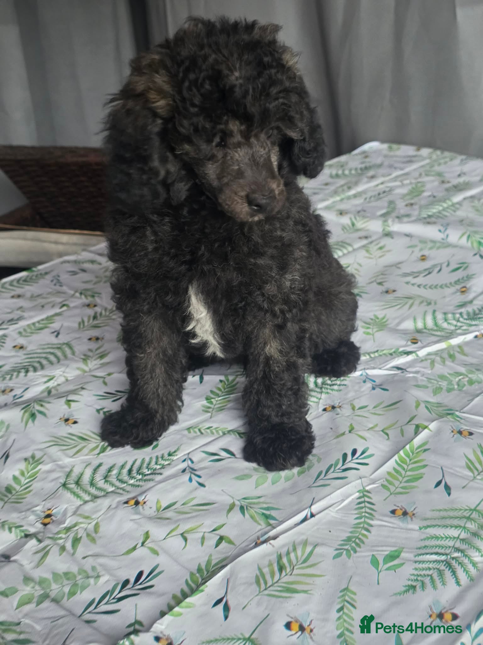 Labrador Retriever dogs Last 1 boy and 1 poodle boy - Advert 2