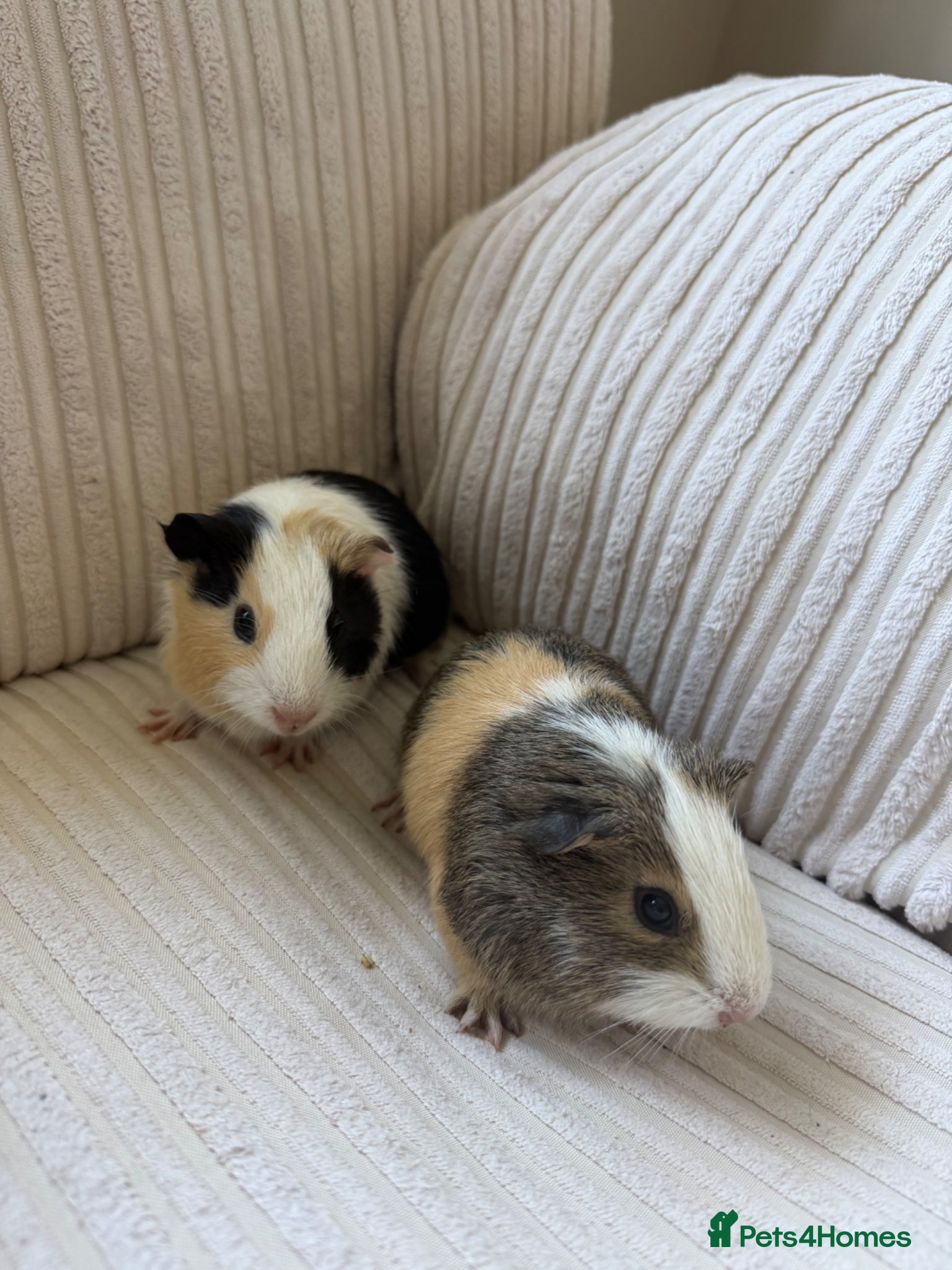 Guinea Pig rodents Home reared male guineas  - Advert 1