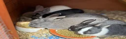 Netherland Dwarf rabbits for sale: 2 baby bunnies 🐰  - Advert 12