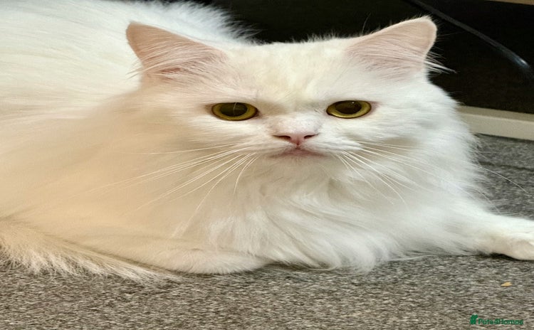 Persian cats - Advert 6
