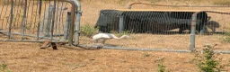 Mixed Breed livestock for sale: Rheas for sale, white and grey in Melton Constable - Advert 8