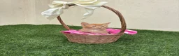 Mixed Breed cats for sale: 2 beautiful kittens looking for their forever home - Advert 28
