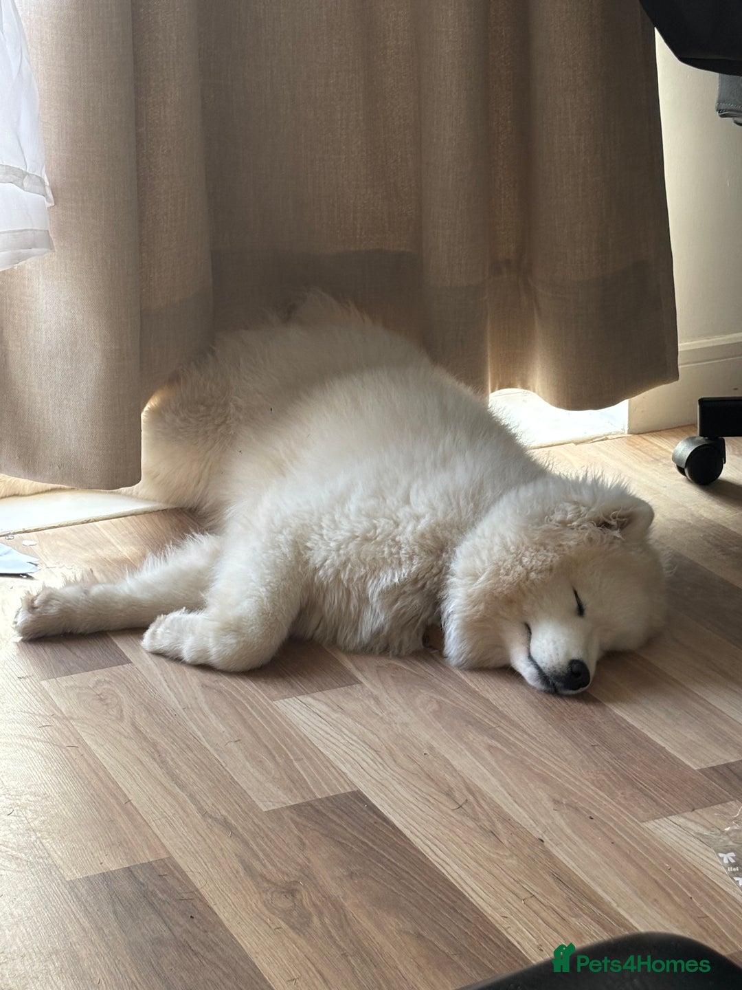 Samoyed dogs for sale: 🐾 Beautiful KC Registered Samoyed – 7 Months Old - Advert 6