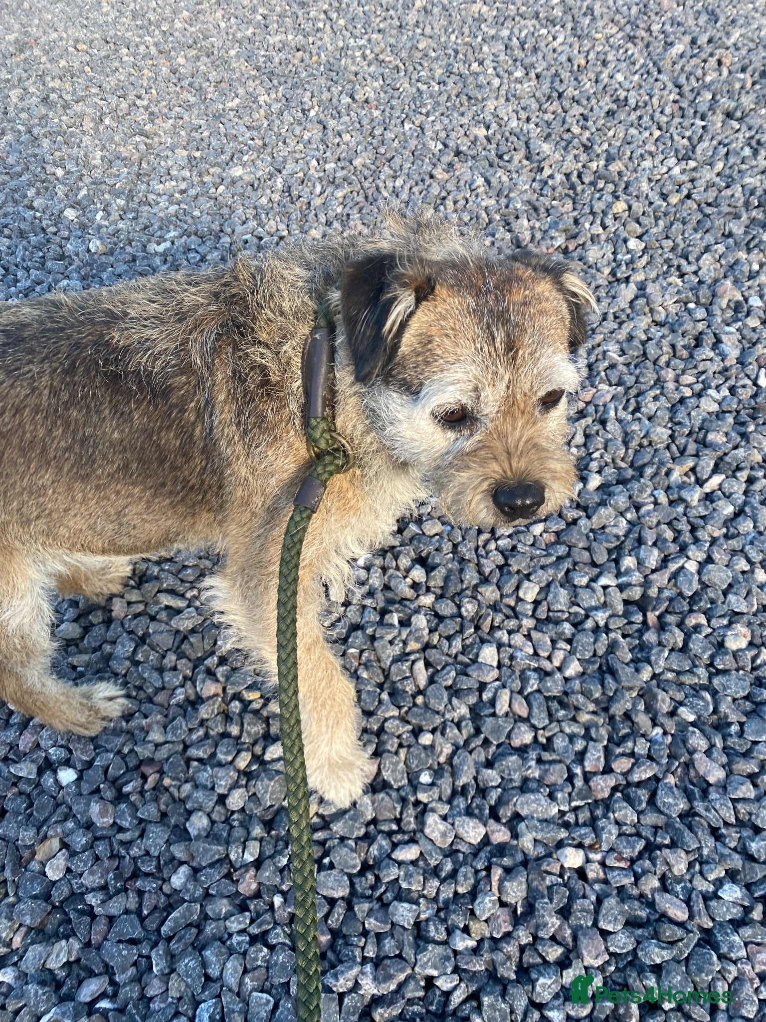 Border Terrier dogs Border terrier  - Advert 6