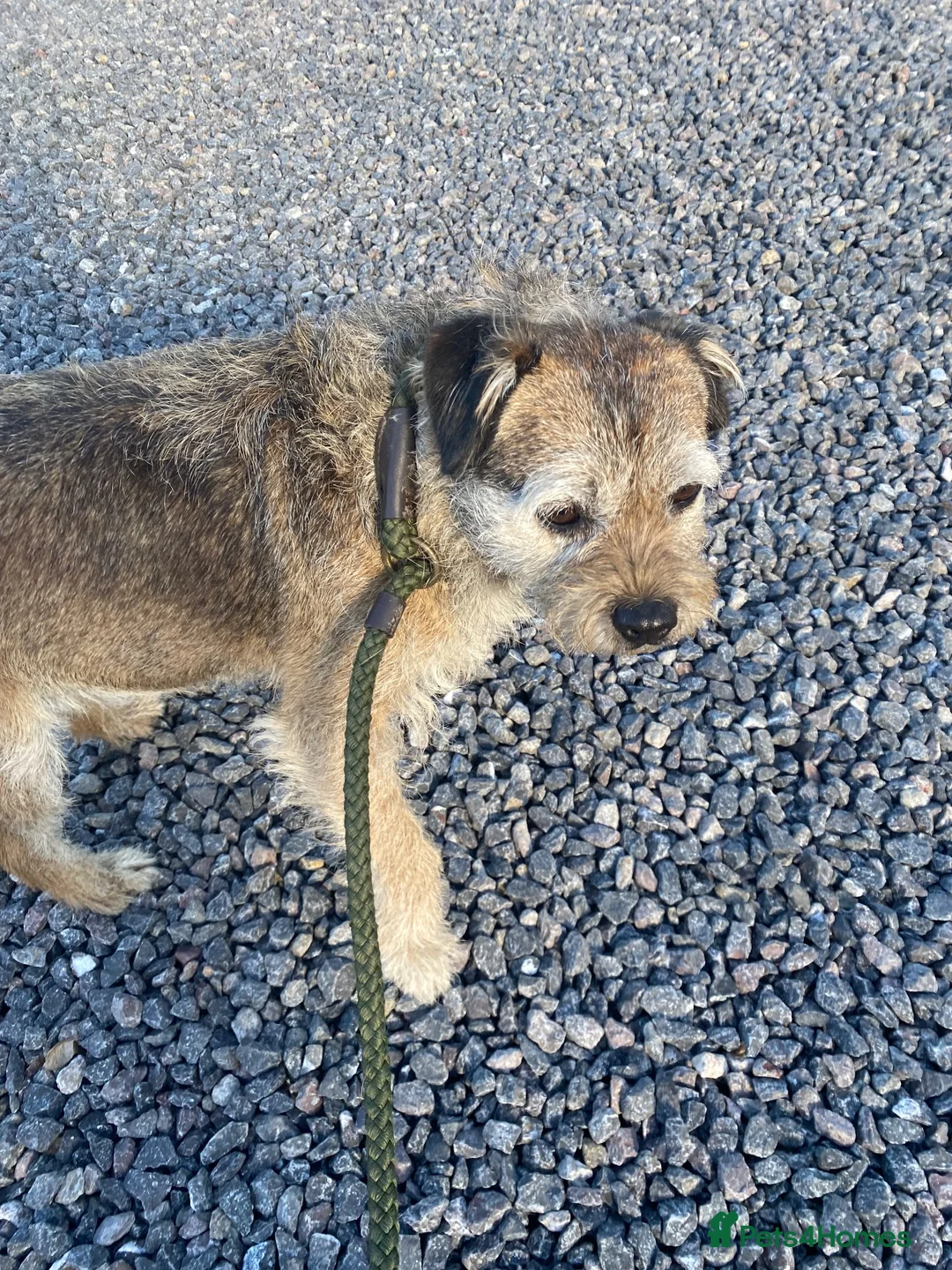 Border Terrier dogs for sale: Border terrier  - Advert 1
