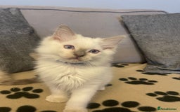 Ragdoll cats for sale: Ragdoll kittens ready now 3 boys 1 girl available  - Image 5