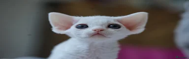 Devon Rex 1 Tofu 