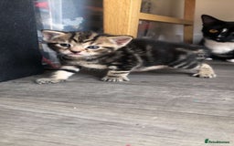 Mixed Breed cats for sale: Kittens for sale  - Image 7