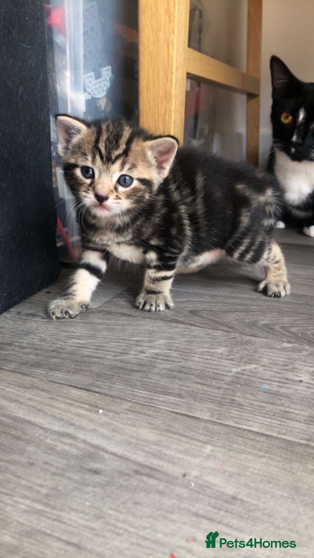Mixed Breed cats for sale: Kittens for sale  - Image 7