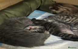 British Shorthair cats for sale: BEAUTIFUL BRITISH SHORT HAIR CROSS KITTENS - Image 2