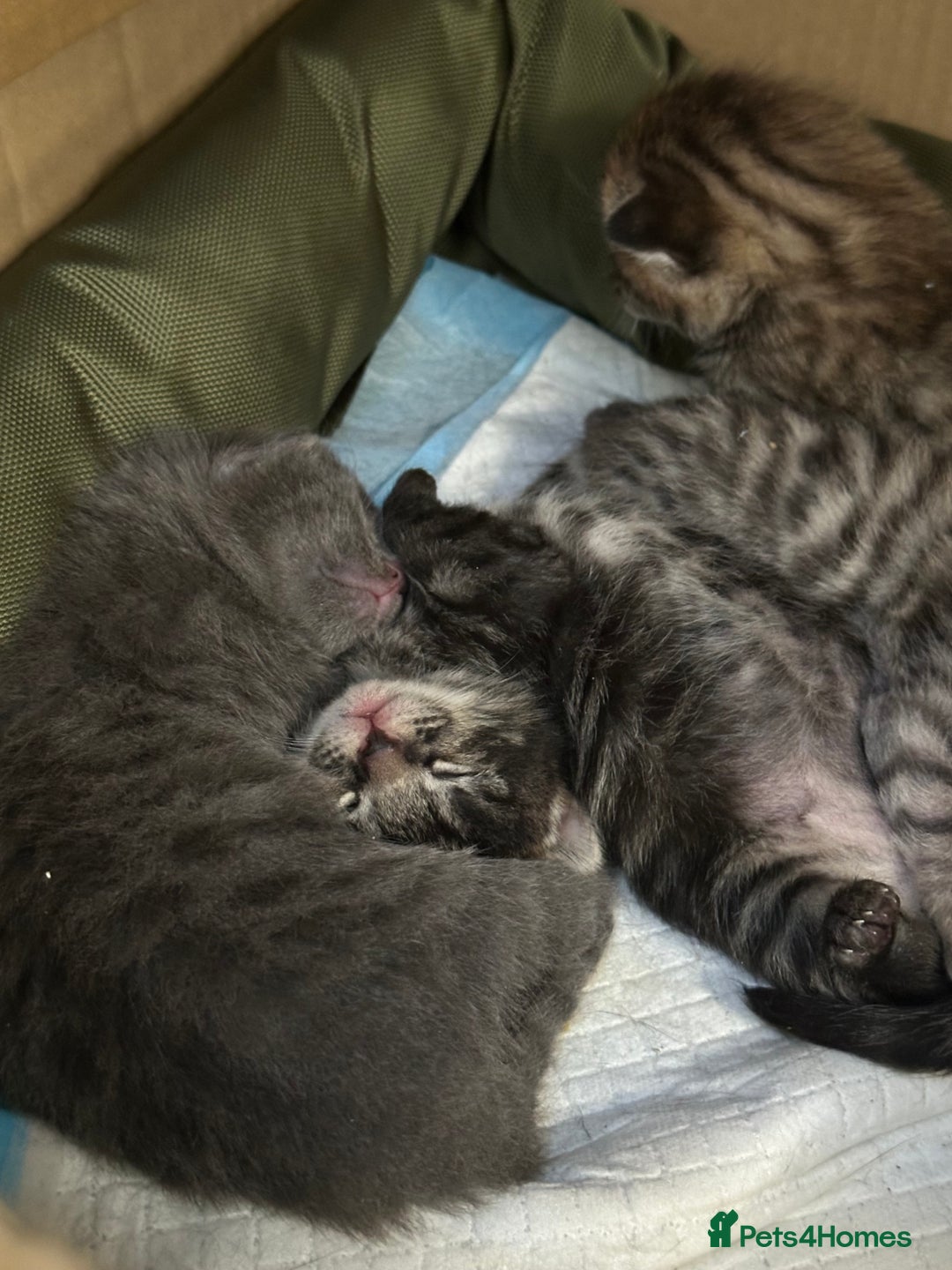British Shorthair cats for sale: BEAUTIFUL BRITISH SHORT HAIR CROSS KITTENS - Image 2