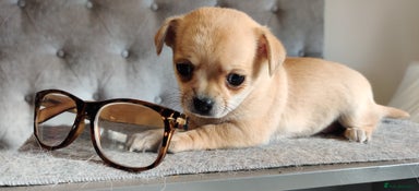 Chihuahua dogs - Advert 1