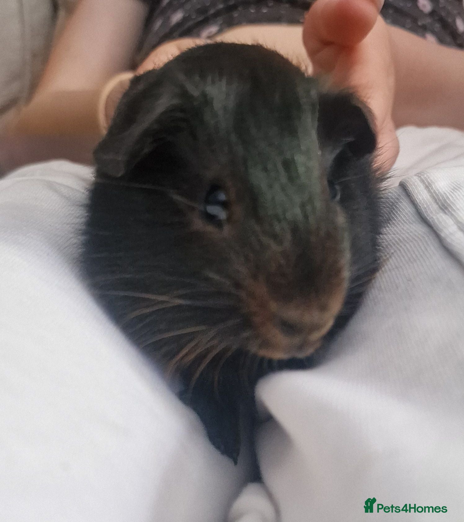 Guinea Pig rodents Brother and sister - Advert 2