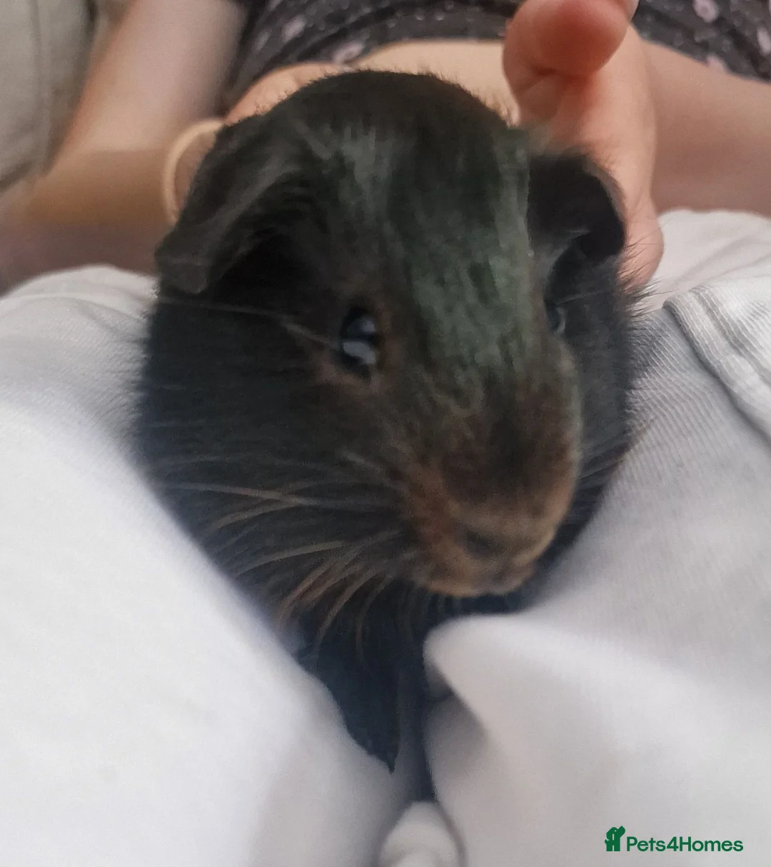 Guinea Pig rodents for sale: Brother and sister - Advert 2