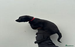 Belgian Shepherd Dog dogs for sale: Belgian Malinois Puppies For Sale  - Image 4
