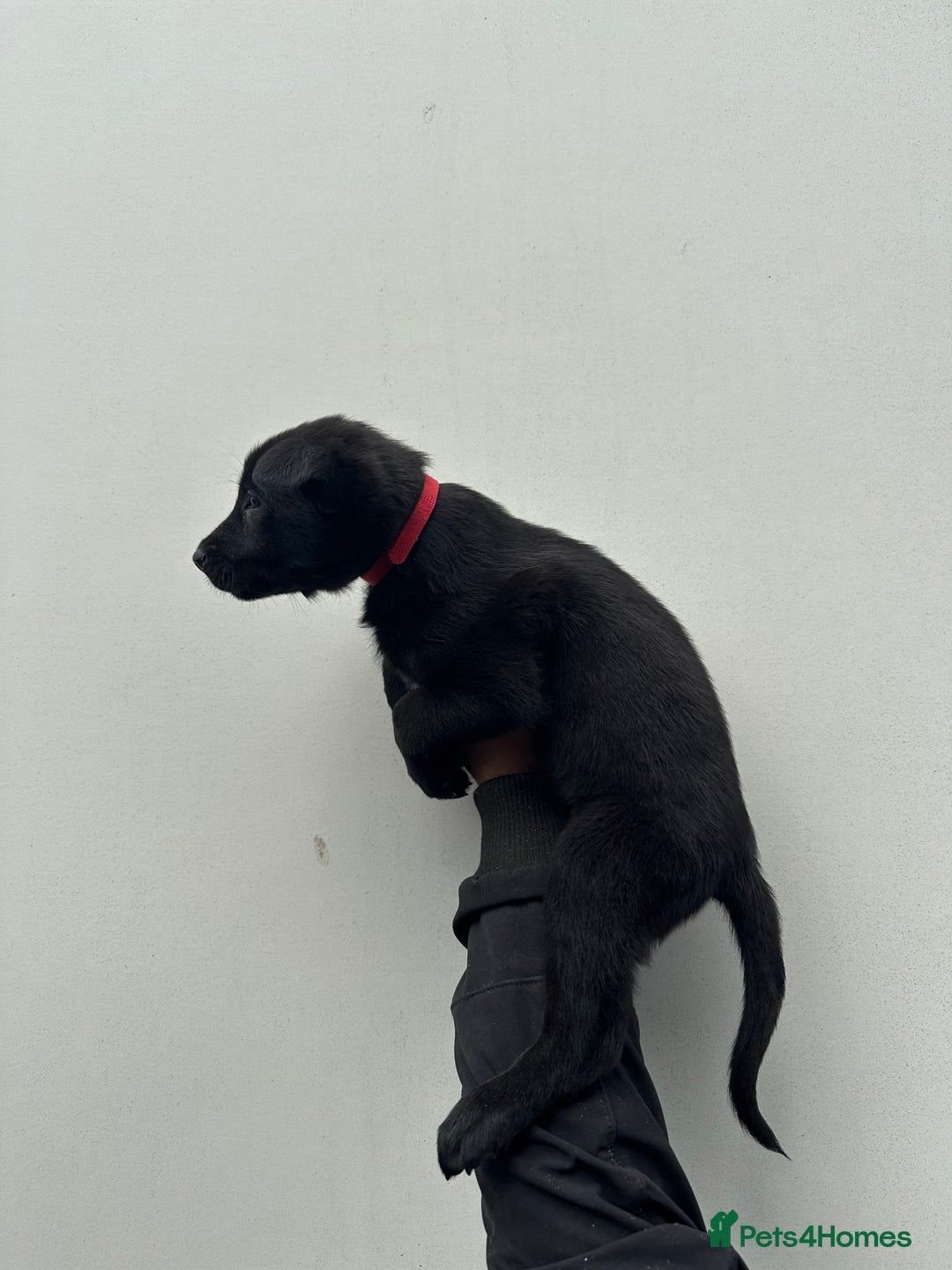 Belgian Shepherd Dog dogs for sale: Belgian Malinois Puppies For Sale  - Image 4