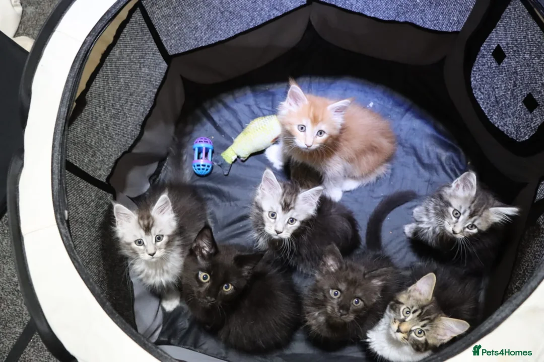 Maine Coon cats for sale: Gorgeous maine coon cross kittens - Advert 2