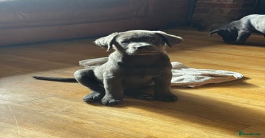 Labrador Retriever dogs - Advert 9