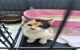 Mixed Breed cats for sale: Mixed breed kittens - Image 3