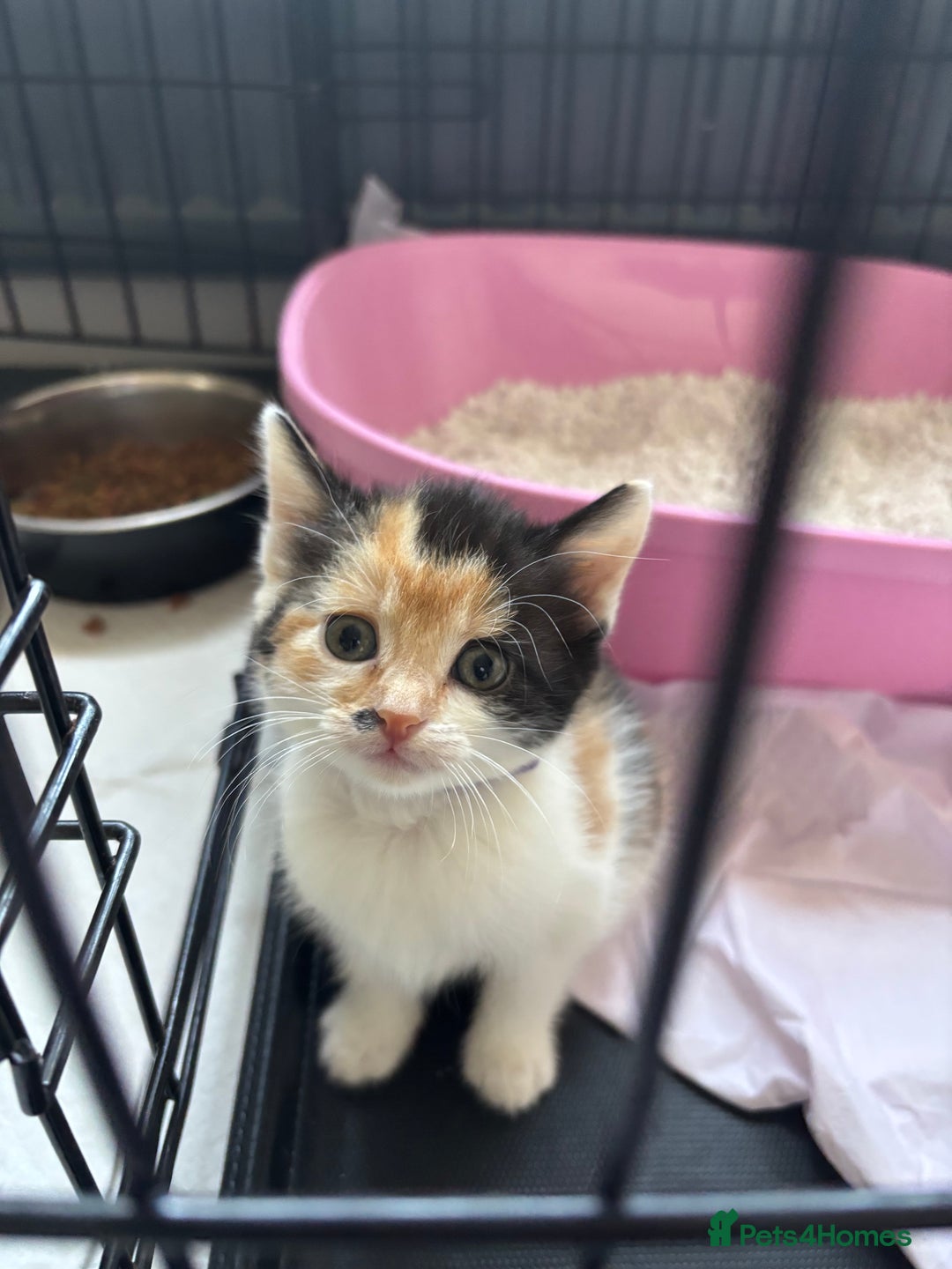Mixed Breed cats for sale: Mixed breed kittens - Image 3