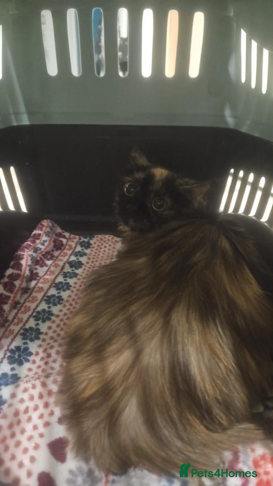 Mixed Breed cats Tortoise Rescue Kittens Skye and Shadow in Hook - Advert 2