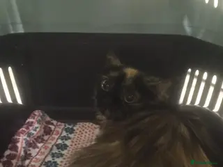 Mixed Breed cats Tortoise Rescue Kittens Skye and Shadow in Hook - Advert 2