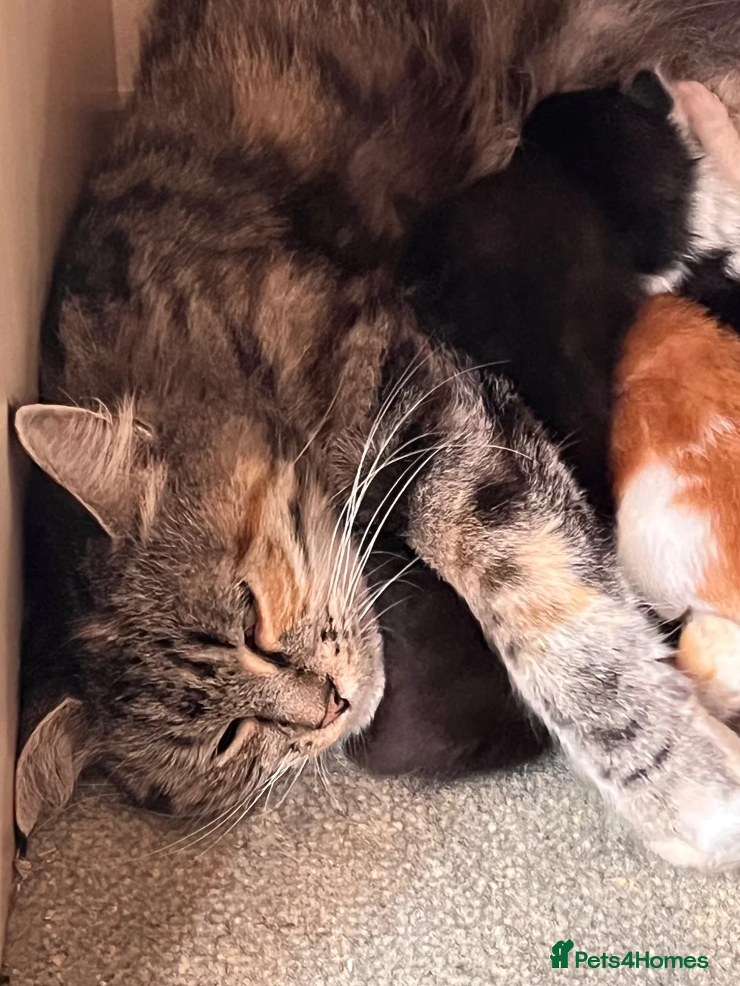 Mixed Breed cats for sale: Beautiful Kittens Looking for Forever Homes 🏡❤️ - Advert 21