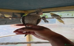 Cockatiels birds for sale: Silly hand tamed baby cockatiels for sale  - Advert 6