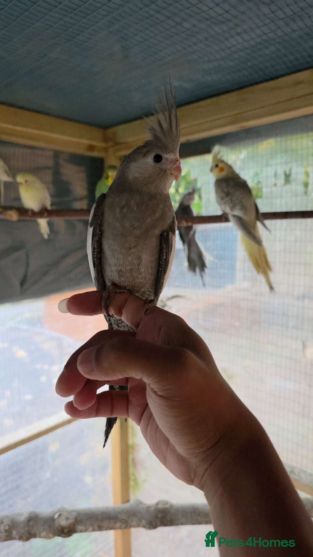 Cockatiels birds for sale: Silly hand tamed baby cockatiels for sale  - Advert 6