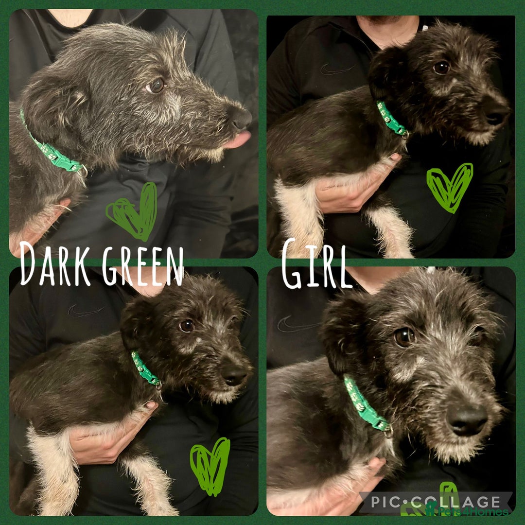 Mixed Breed dogs for sale: Lurcher cross collie  - Image 6