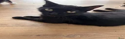 Mixed Breed cats for sale: 4 beautiful kittens  - Advert 2