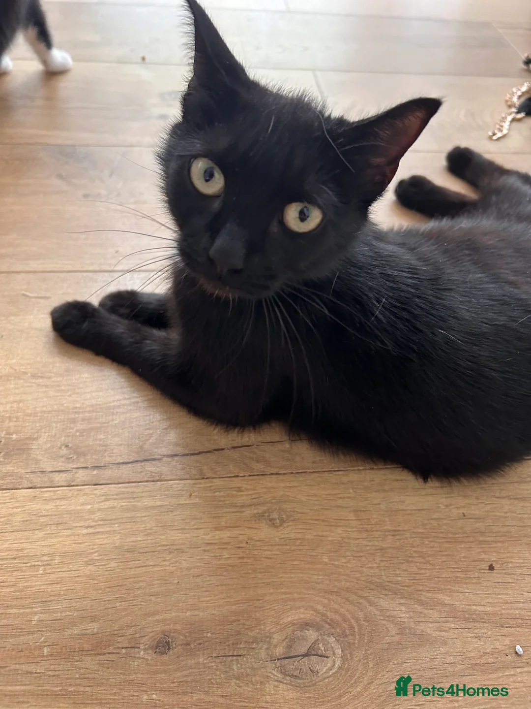 Mixed Breed cats for sale: 4 beautiful kittens  - Advert 2