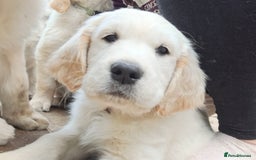 Golden Retriever dogs for sale: Golden retriever puppies  - Image 8