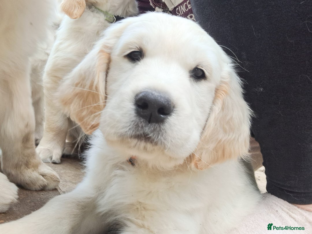 Golden Retriever dogs for sale: Golden retriever puppies  - Image 8