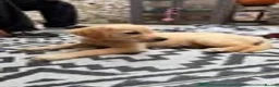 Golden Retriever dogs for sale: KC name is Leela seashell  - Advert 4