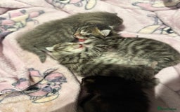 British Longhair cats for sale: Beautiful kittens by our stunning British longhair - Image 25