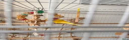 Budgerigars birds for sale:  Friendly Budgies – Bluey, Cip Nibble Large Cage  - Advert 2