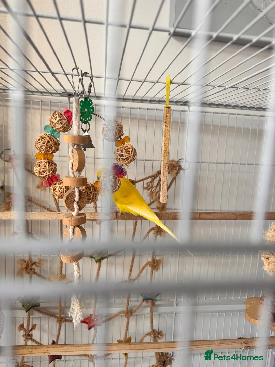 Budgerigars birds for sale:  Friendly Budgies – Bluey, Cip Nibble Large Cage  - Advert 2