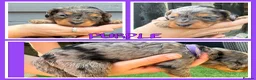 Mixed Breed dogs for sale: 🐶 🐾 Beautiful Cavapoochon Puppies 🐾 - Advert 7