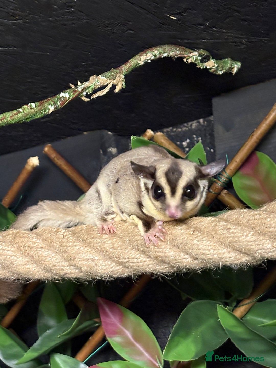 Sugar Glider rodents for sale: Two male sugar gliders for sale in Surrey - Advert 1