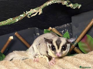 Sugar Glider rodents Two male sugar gliders for sale in Surrey - Advert 3