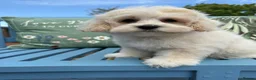 Maltipoo dogs for sale: Maltipoo puppies exceptional quality  - Advert 4