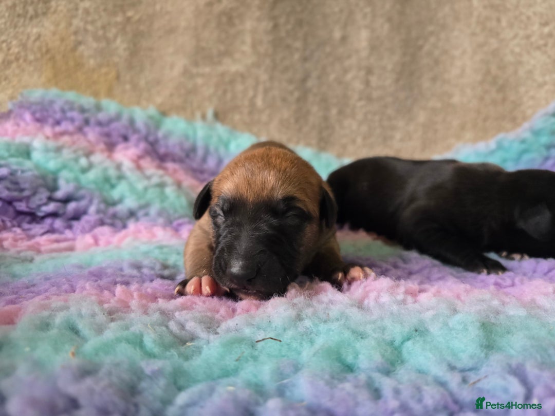 Whippet dogs for sale: Litter of two kc whippets - Image 1