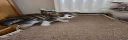 Siberian cats for sale: Pure gorgeous Siberian Kittens  - Advert 22